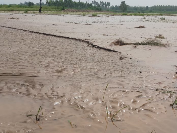 बिलासपुर में सोम नदी के समीप धान के खेतों में जमी रेत व गाद।