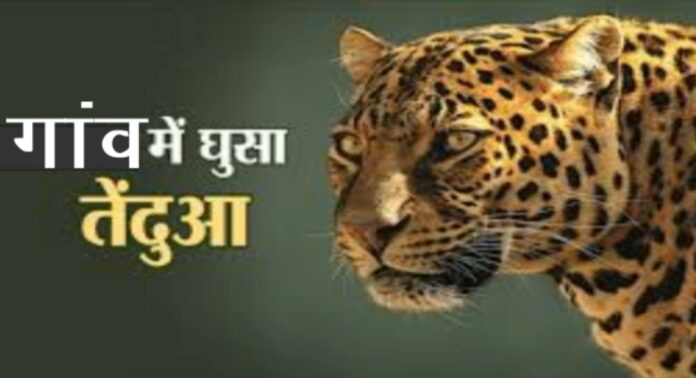 #YamunanagarHulchul, #यमुनानगरहलचल, Yamunanagar Hulchul, Yamunanagar, Leopard,